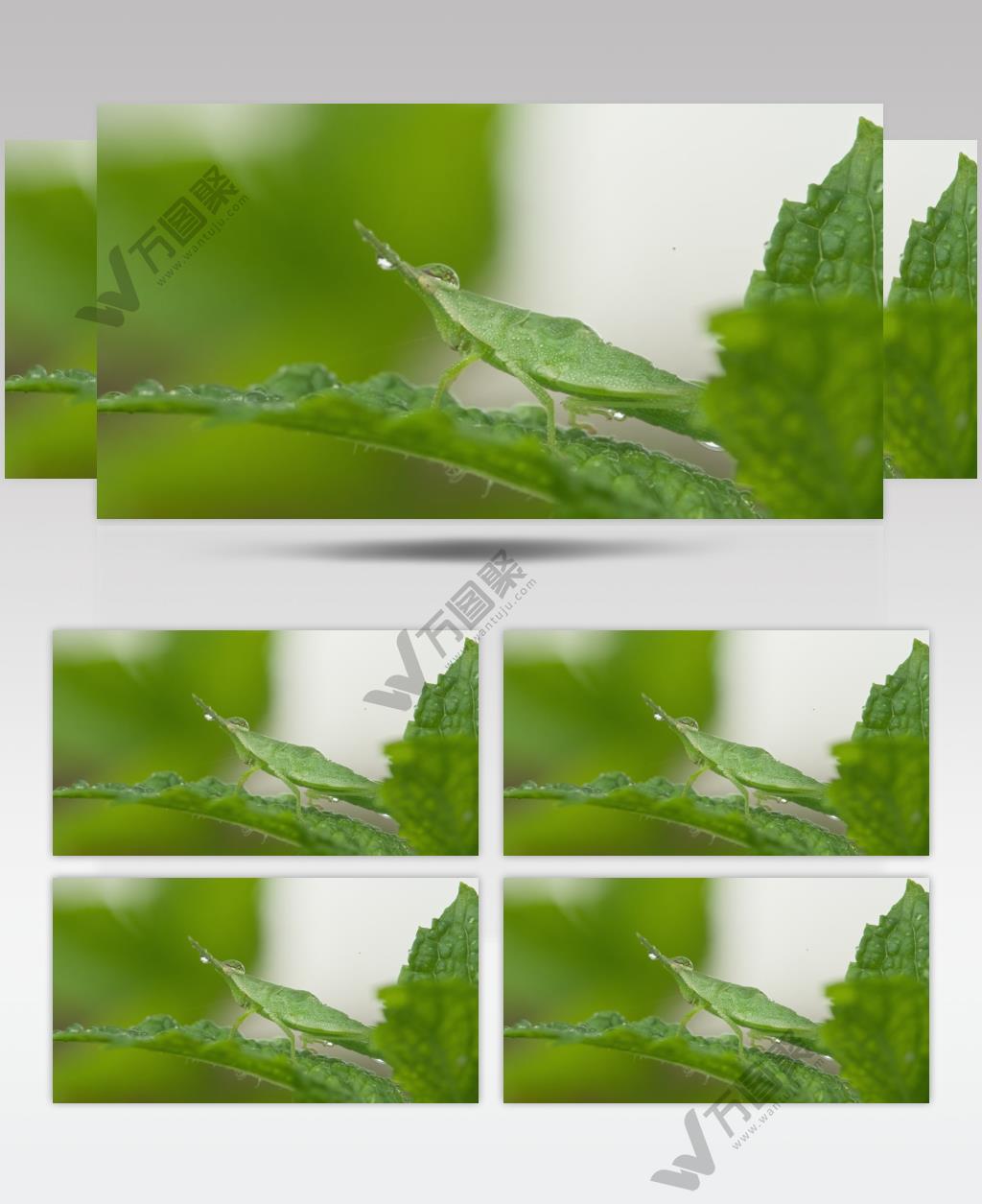 春天下雨薄荷叶短额负蝗虫