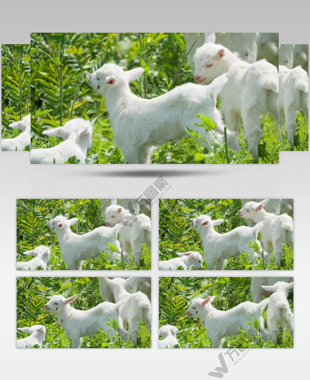 春天几只山羊小羊羔草丛觅食