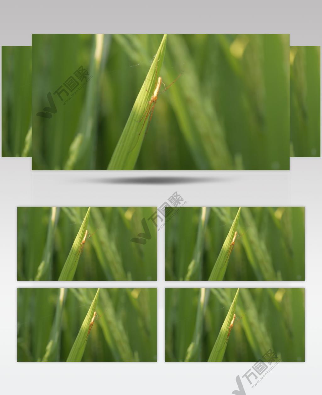 清晨植物上的蜘蛛节肢动物