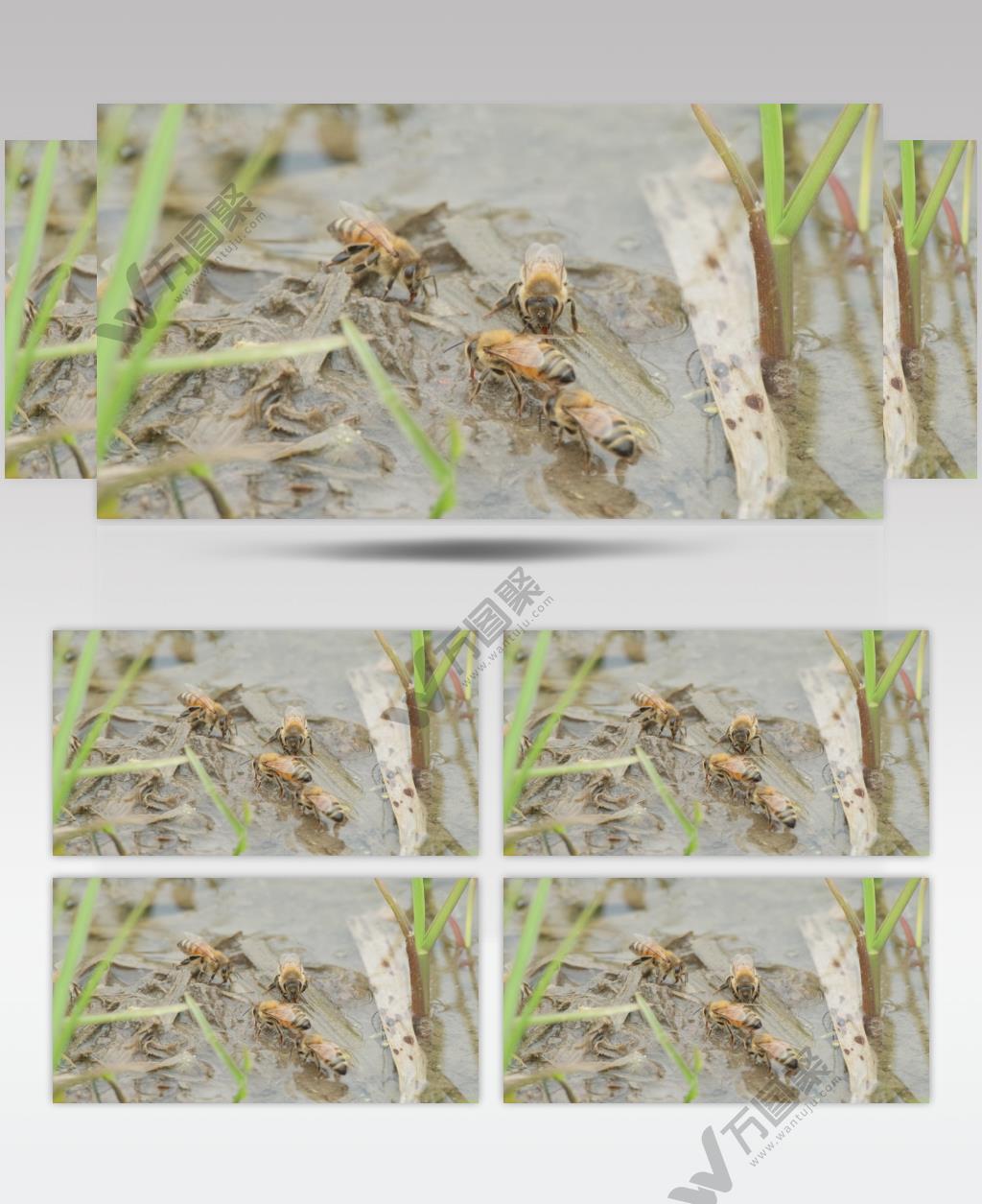 春天清晨草丛里的蜜蜂昆虫