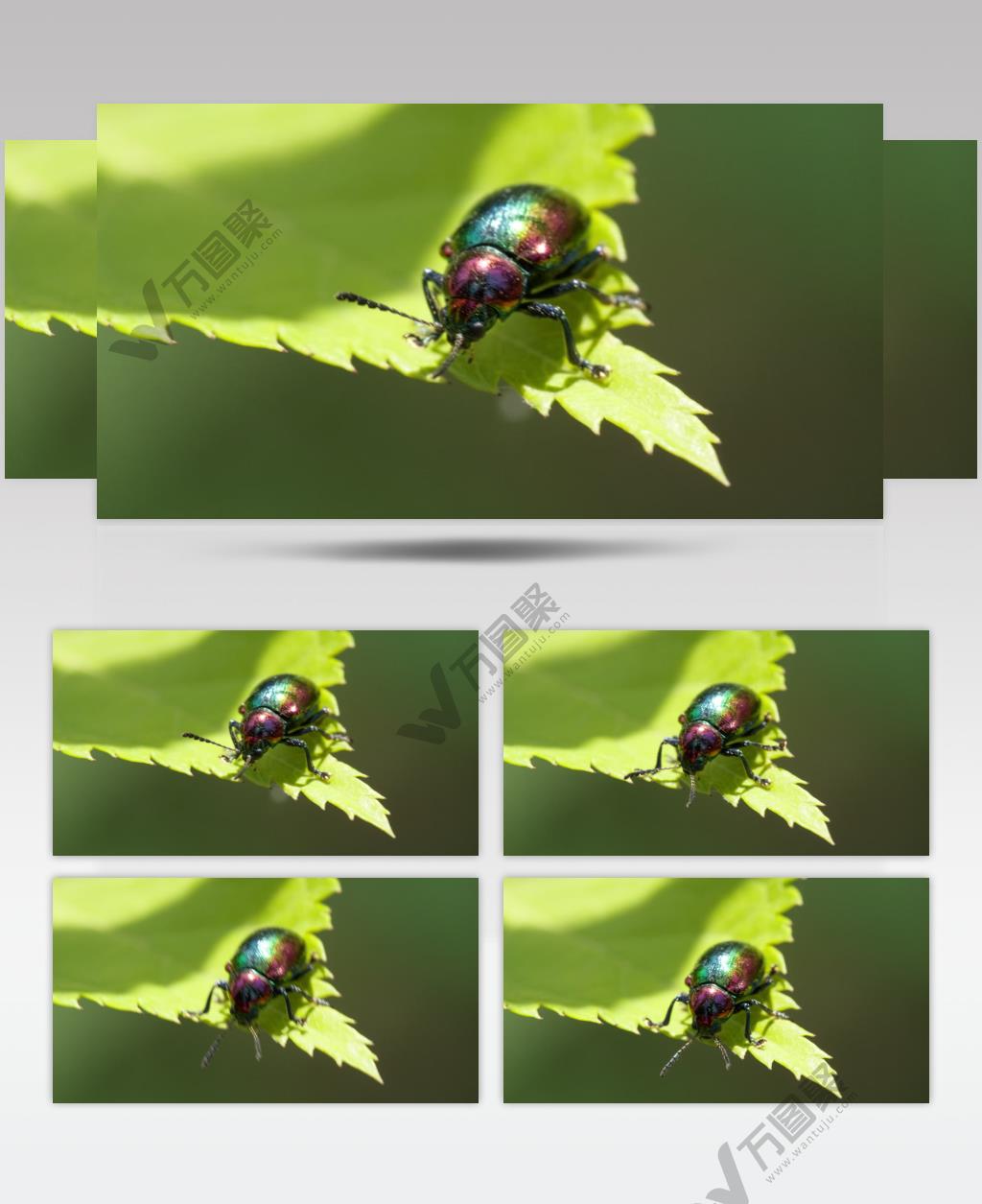 春天树叶上的昆虫绿缘扁角甲虫