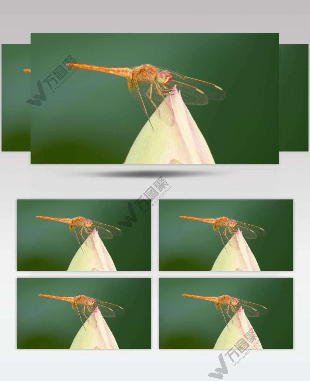 小荷才露尖尖角早有蜻蜓立上头