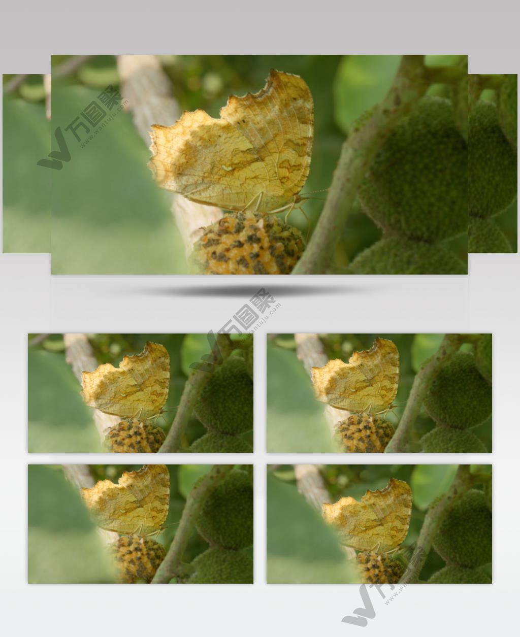 春天树上蝴蝶黄钩蛱蝶昆虫