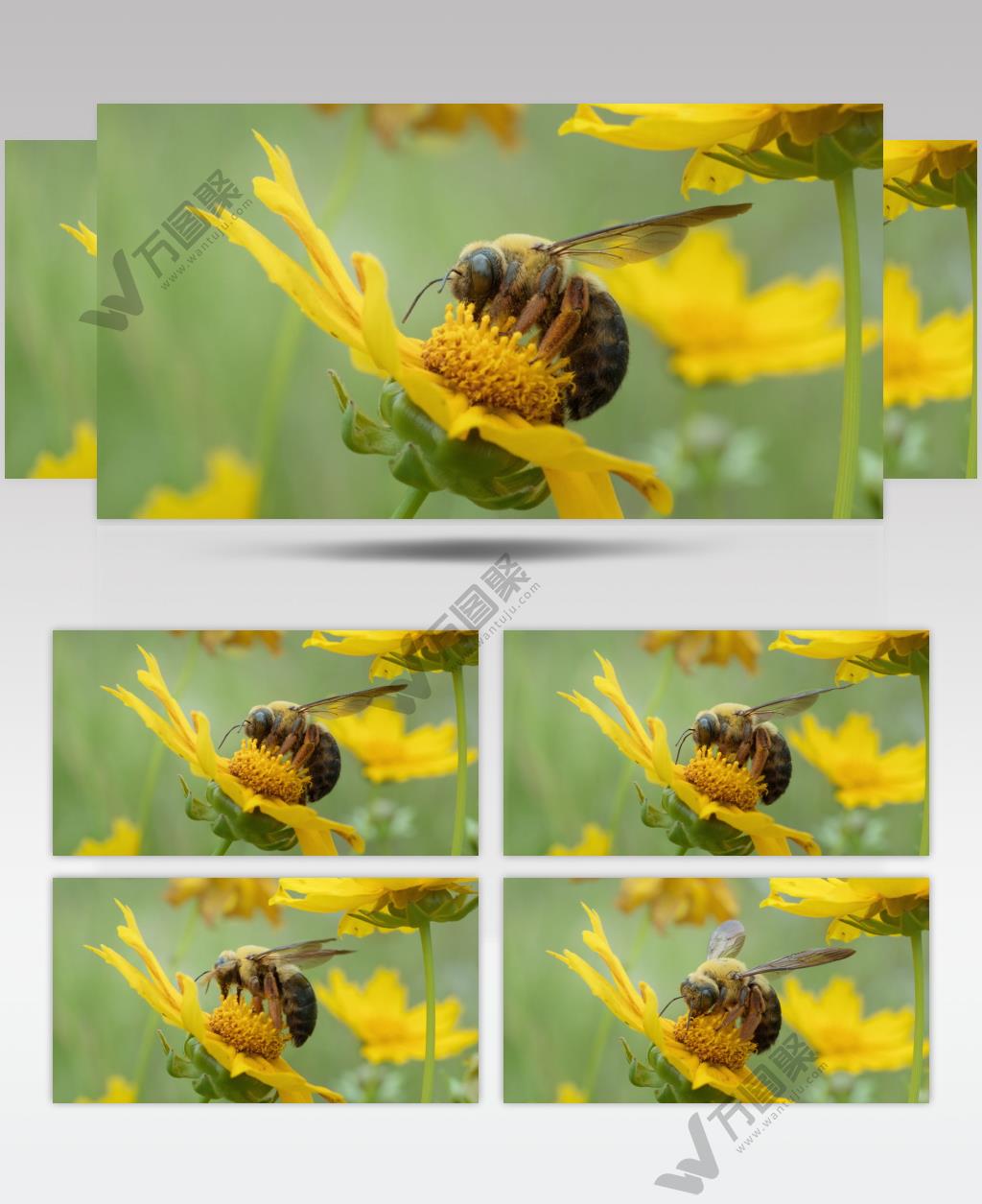 春天金鸡菊花朵蜜蜂采蜜木蜂
