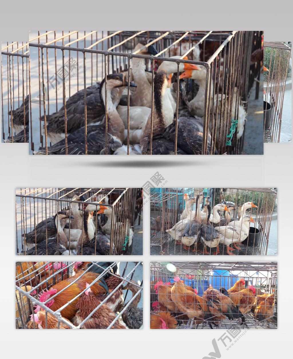 大集 冬季 人群 农贸市场 交易 交流 年集 年货 乡村集市 山东大集 农村大集 公鸡 大鹅 母鸡 鸡 鹅