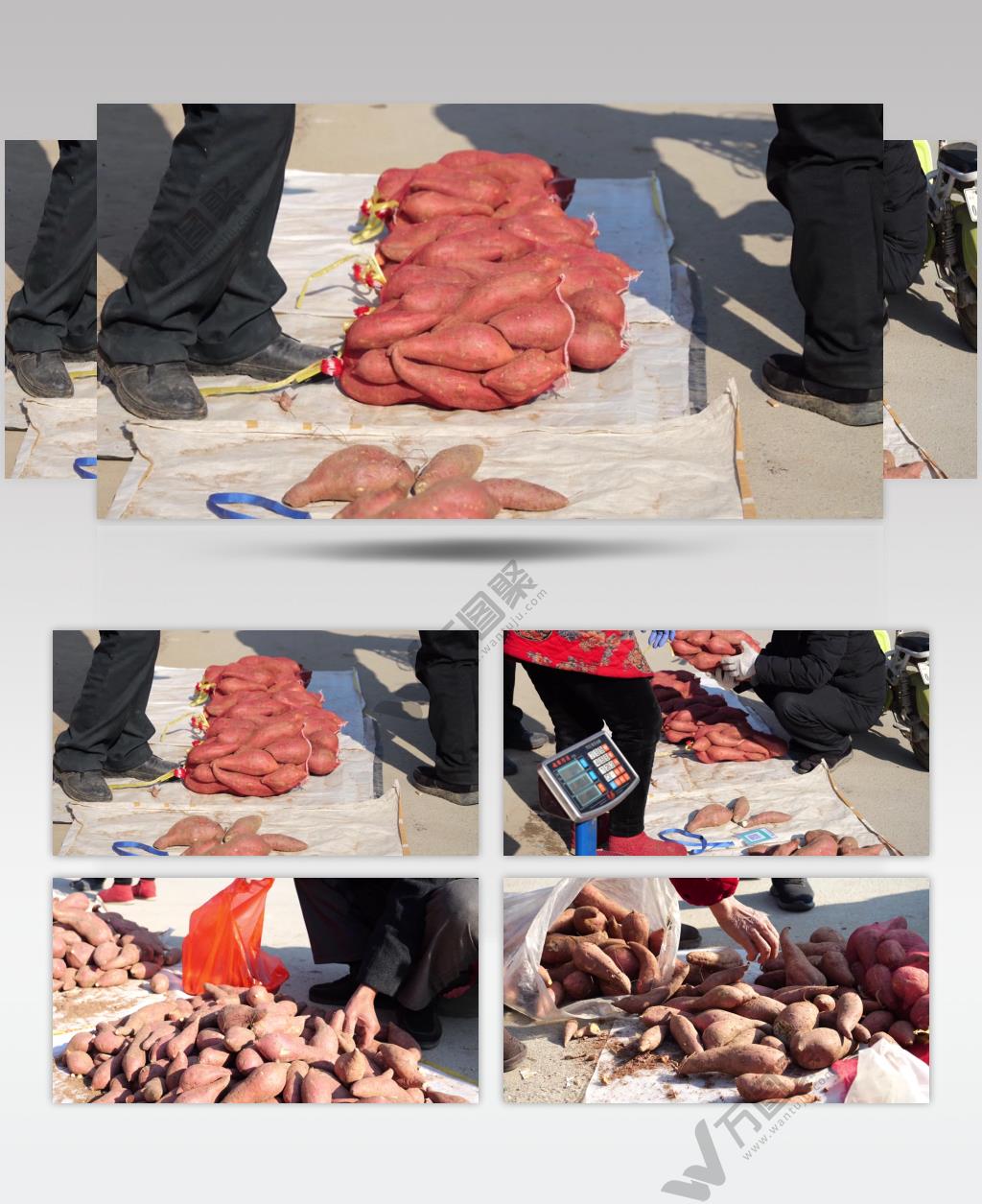 地瓜芋头大集卖地瓜袋装地瓜黄壤地瓜红薯黄心番薯黄心红薯蜜薯沙地蜜薯毛芋头过称称重