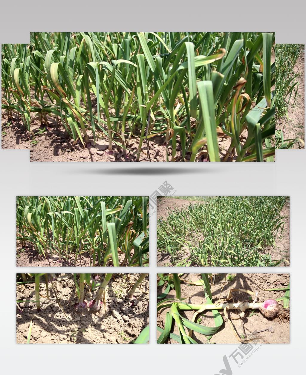 田地里的大蒜4K超清视频