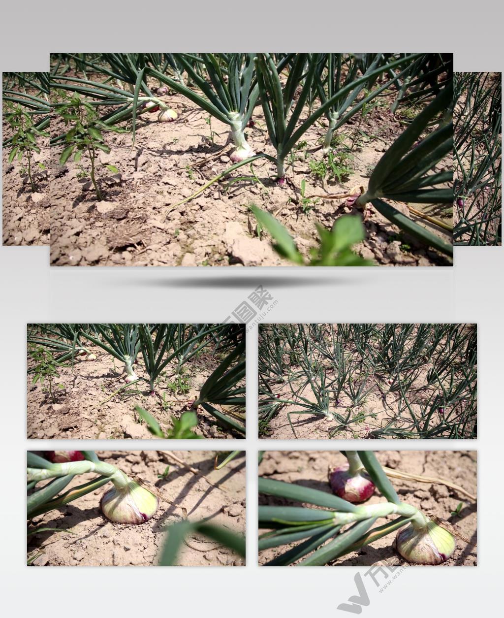 地里的洋蒜洋葱4K超清视频