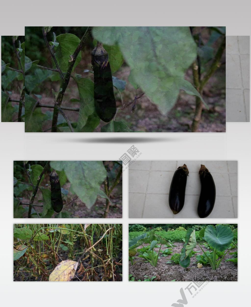 茄子 青豆角 芋头苗 芝麻 4K超清视频