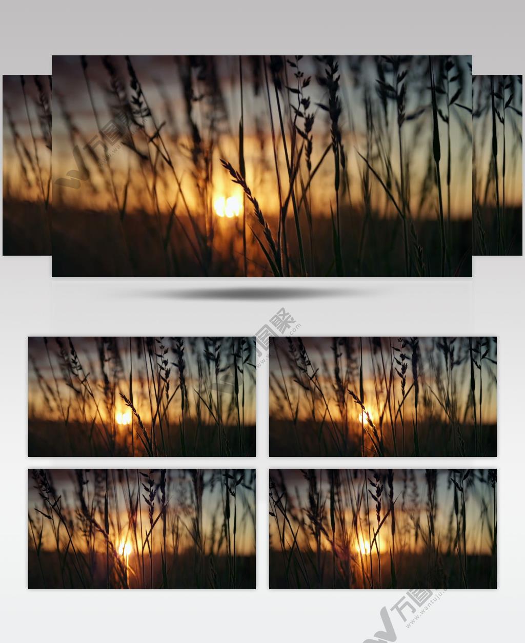 麦子 日出 日落