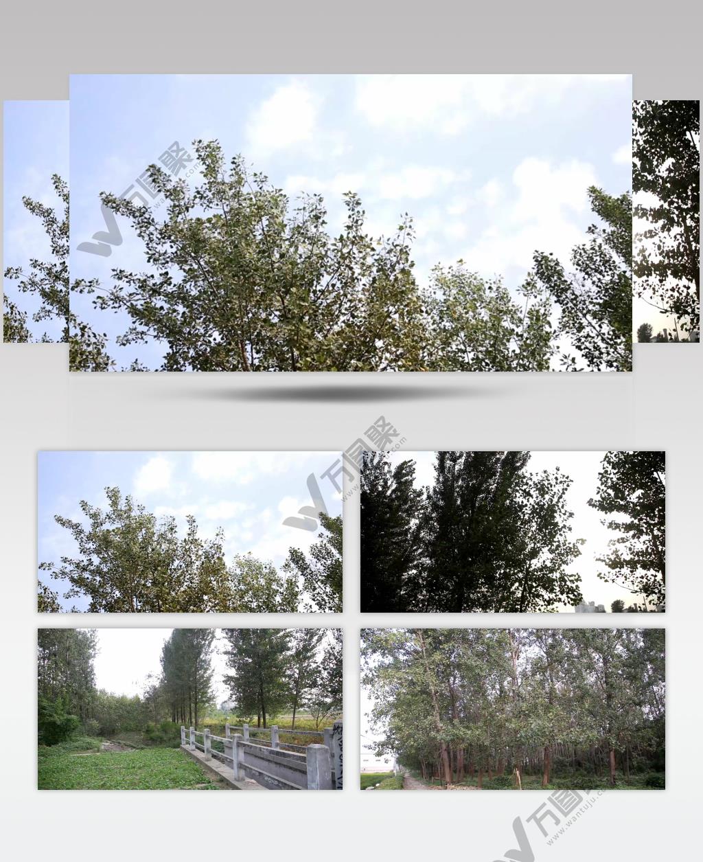 杨树 桥 田地 4K超清视频