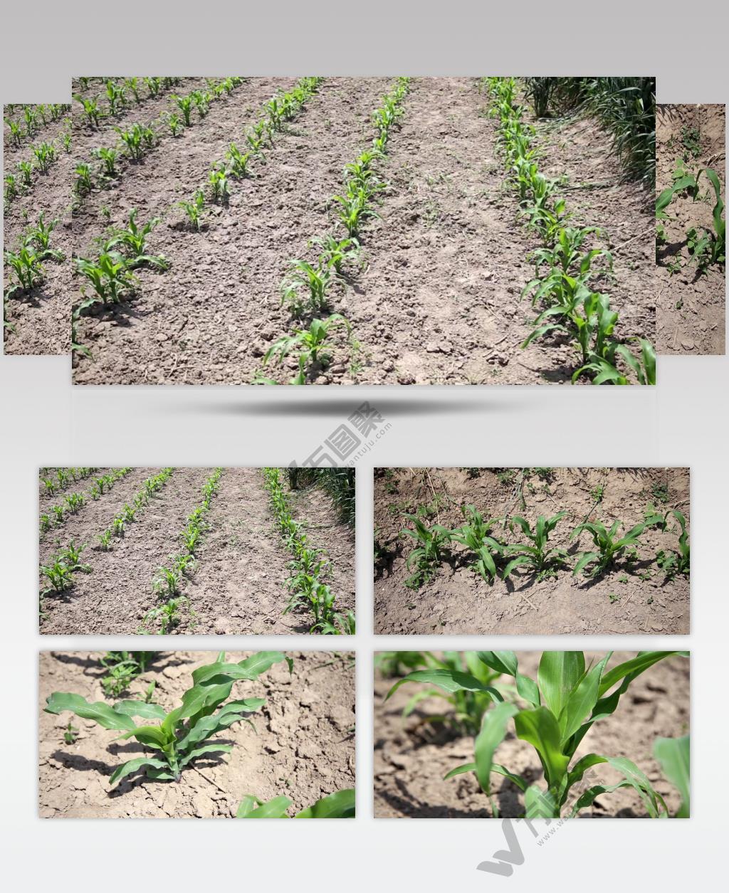 田地里的玉米小苗4K超清视频