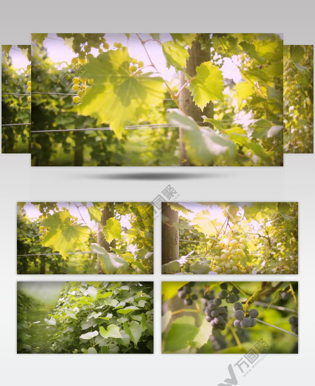 葡萄园 唯美 实拍 种植园 唯美 风光