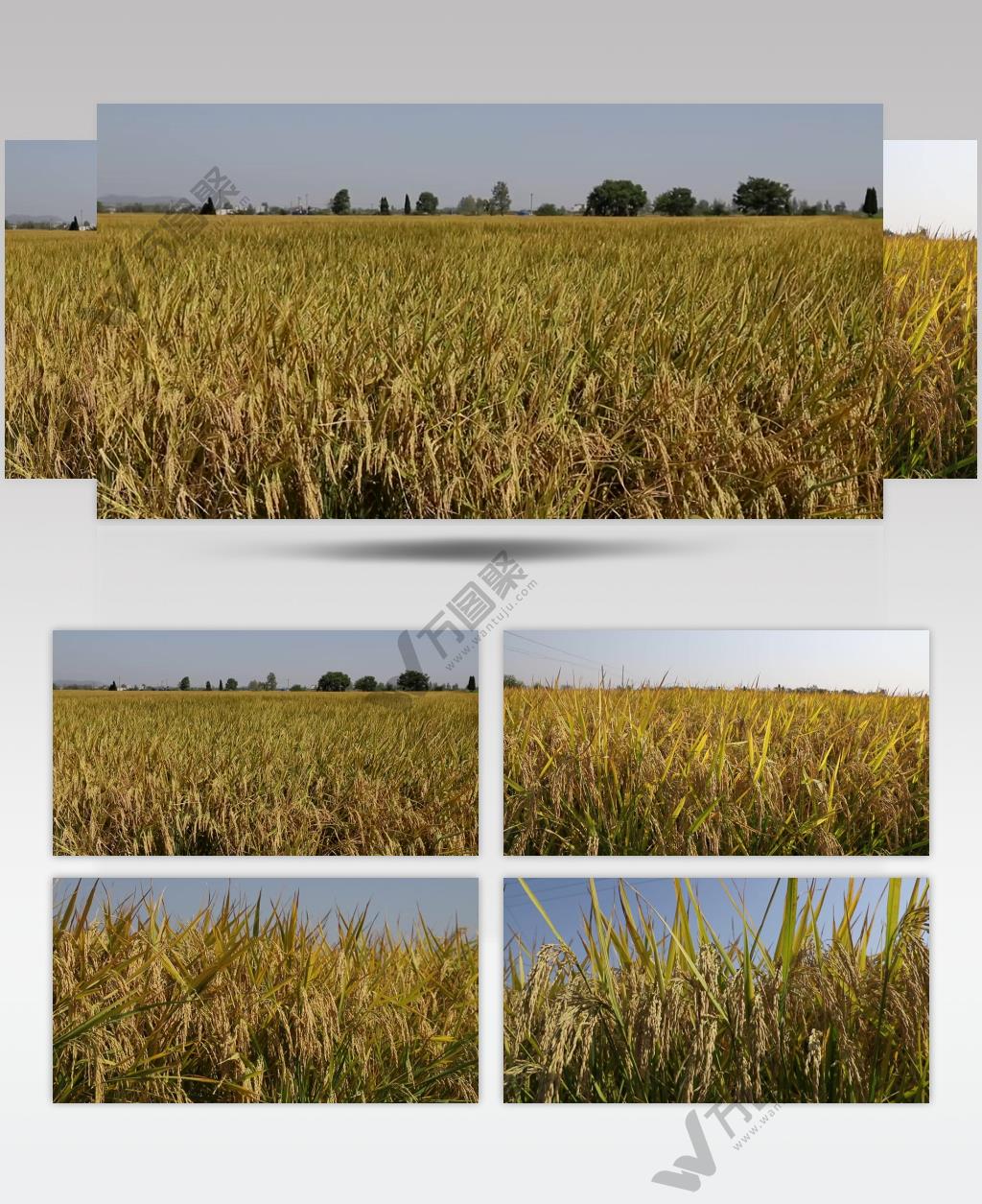 秋季金黄色沉甸甸成熟水稻实拍高清视频