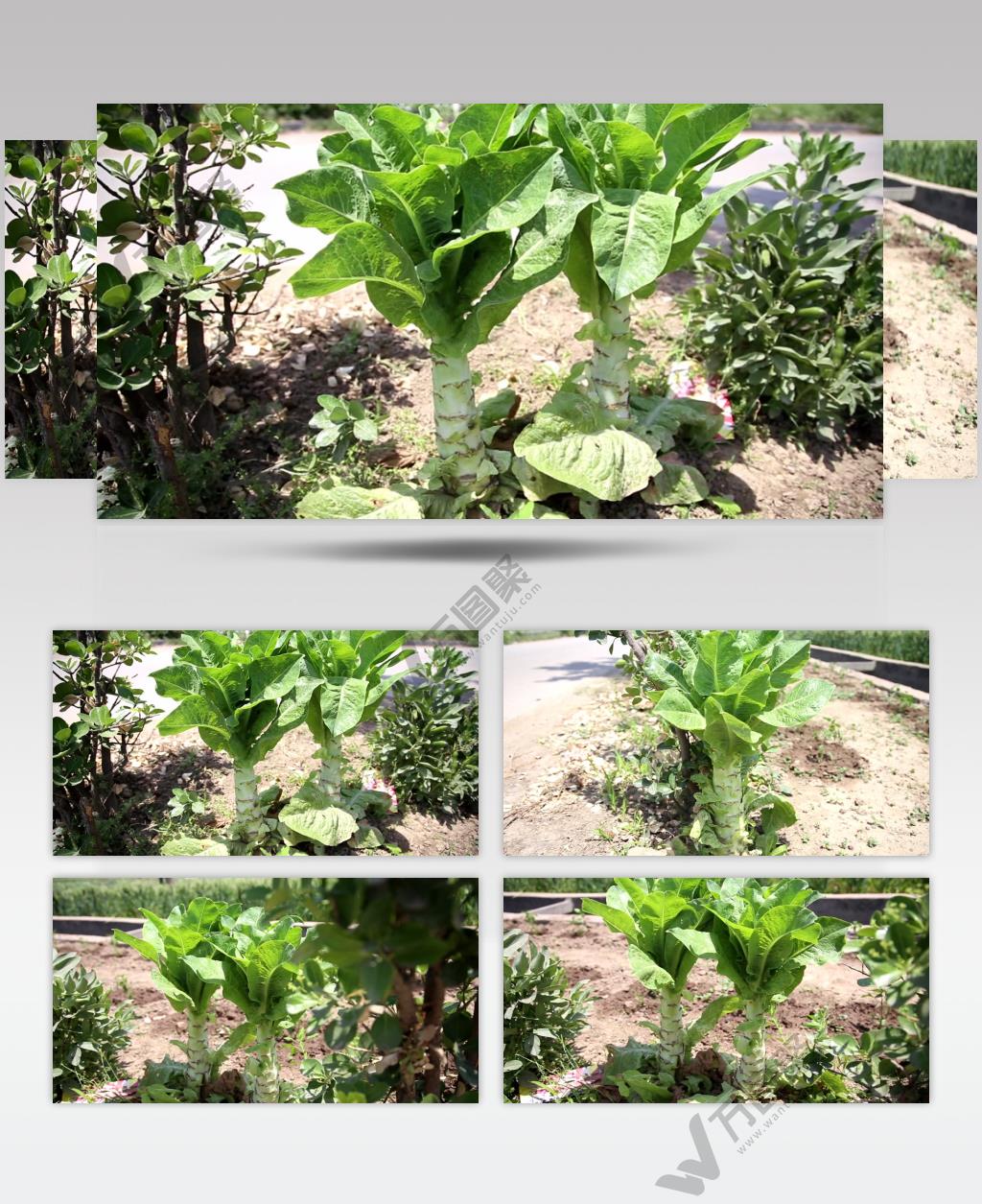 田地里的莴笋4K超清视频