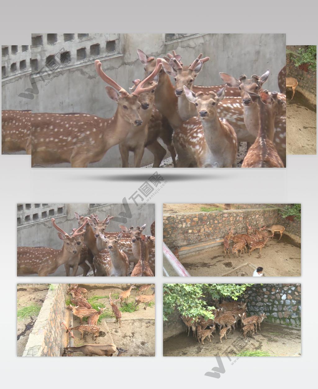 人工饲养鹿实拍高清视频
