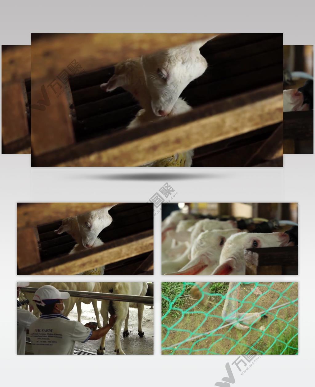 休闲农场动物羊群养殖场农业