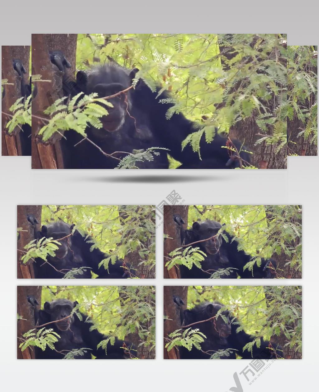 实拍动物园黑猩猩觅食视频