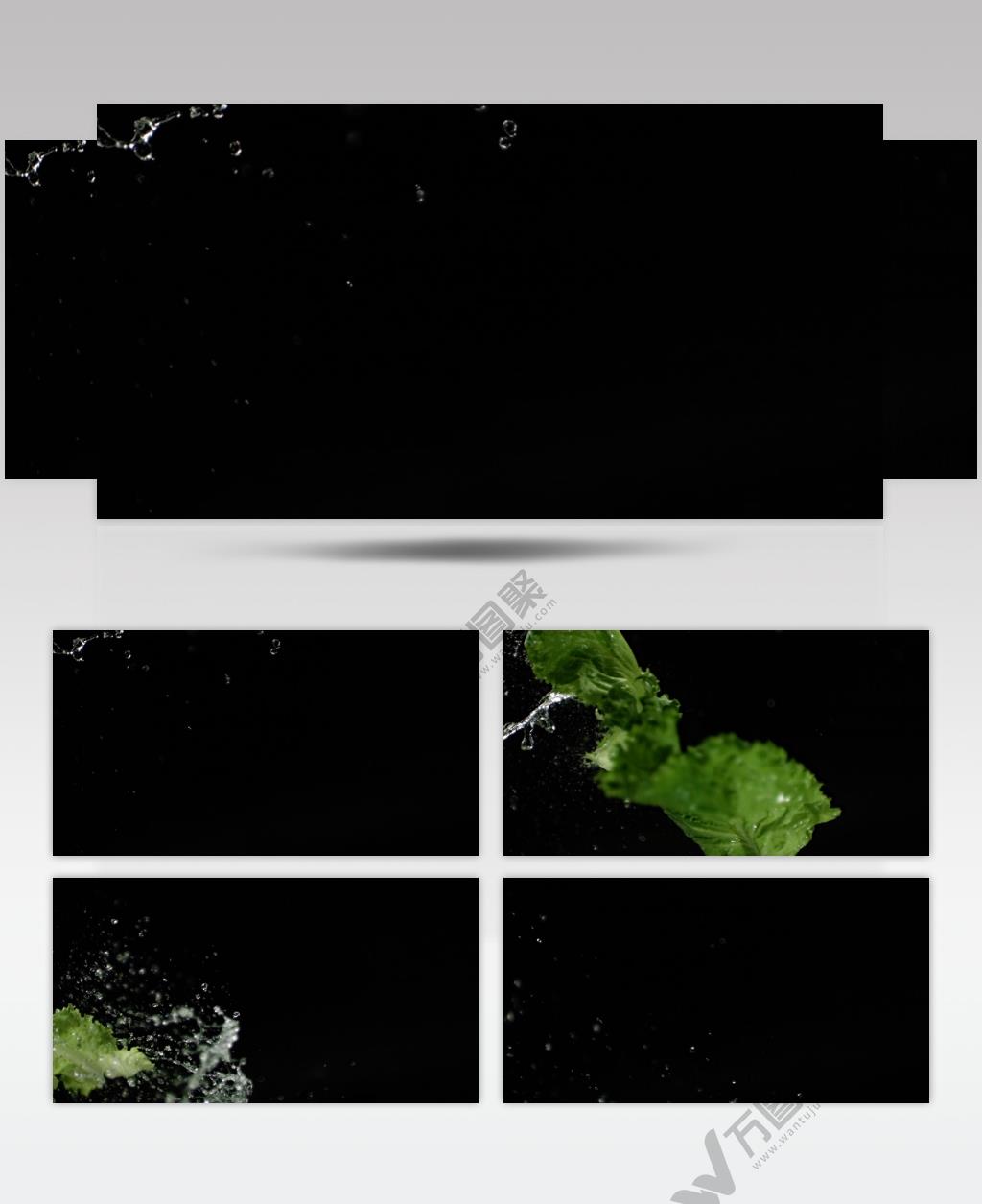 蔬菜 生菜 青菜 水滴