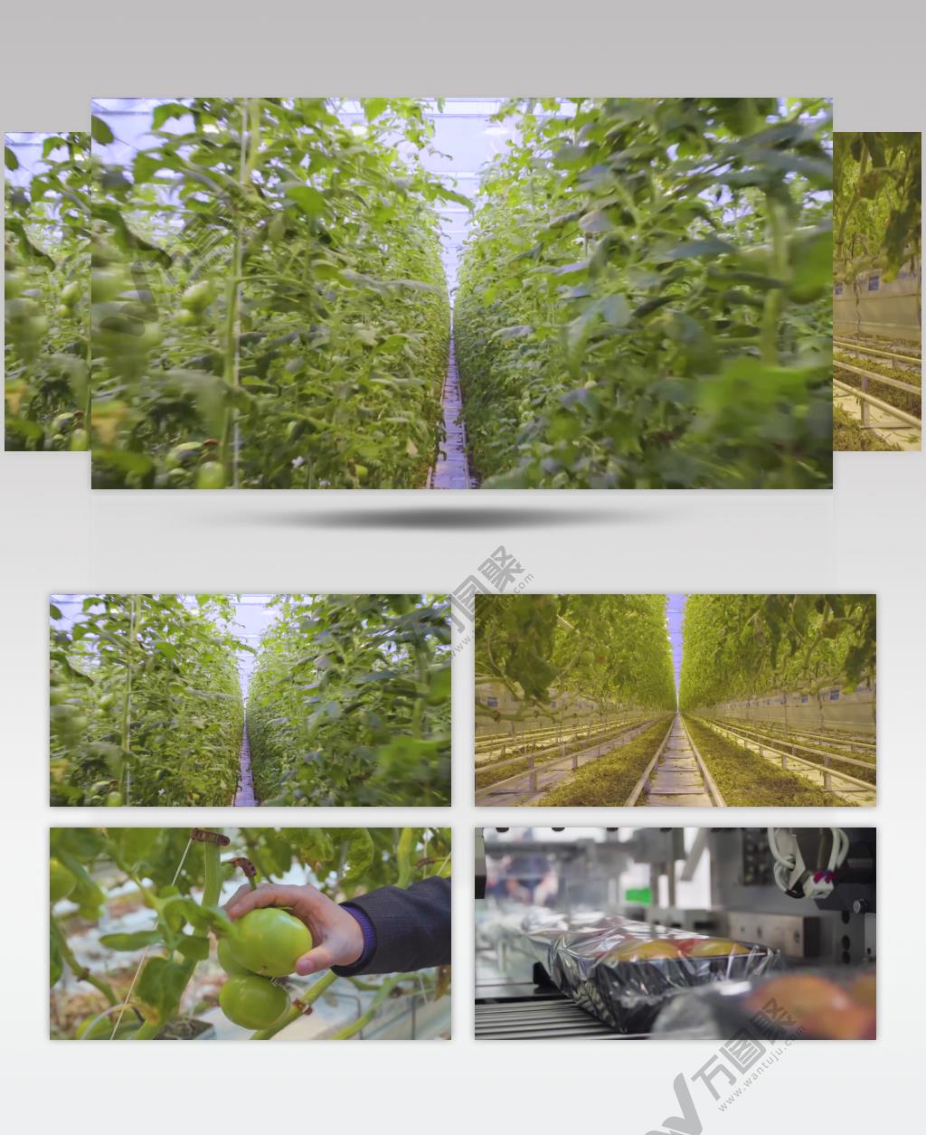 大棚蔬菜花卉温室栽培农业科技实拍背景视频