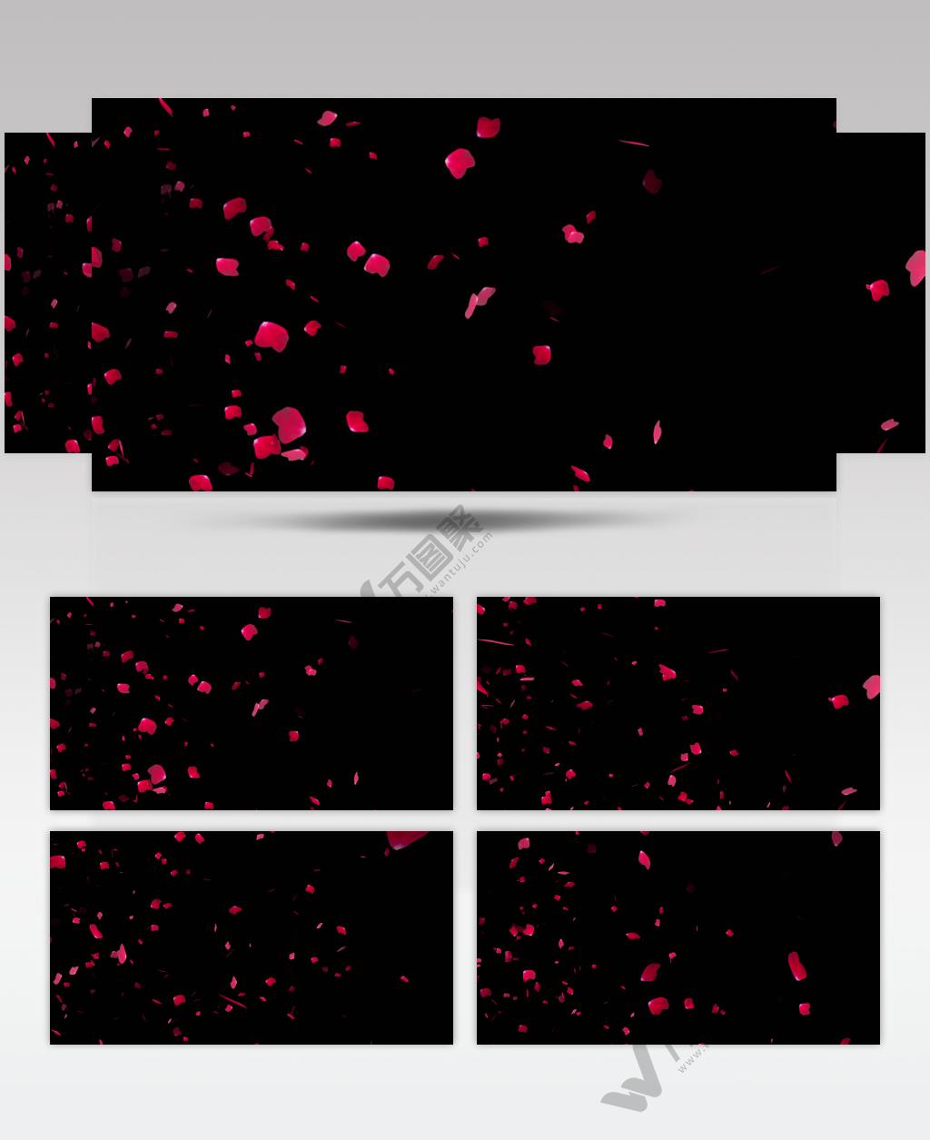 4K花瓣飘落【原创带alpha通道】