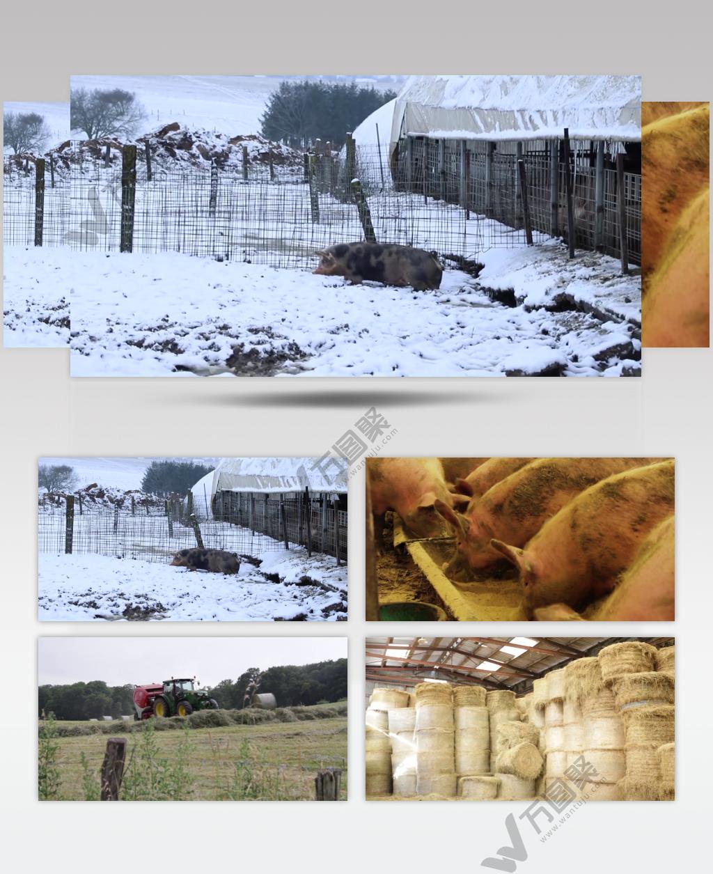 实拍大型农场养殖场农牧业精品视频素材