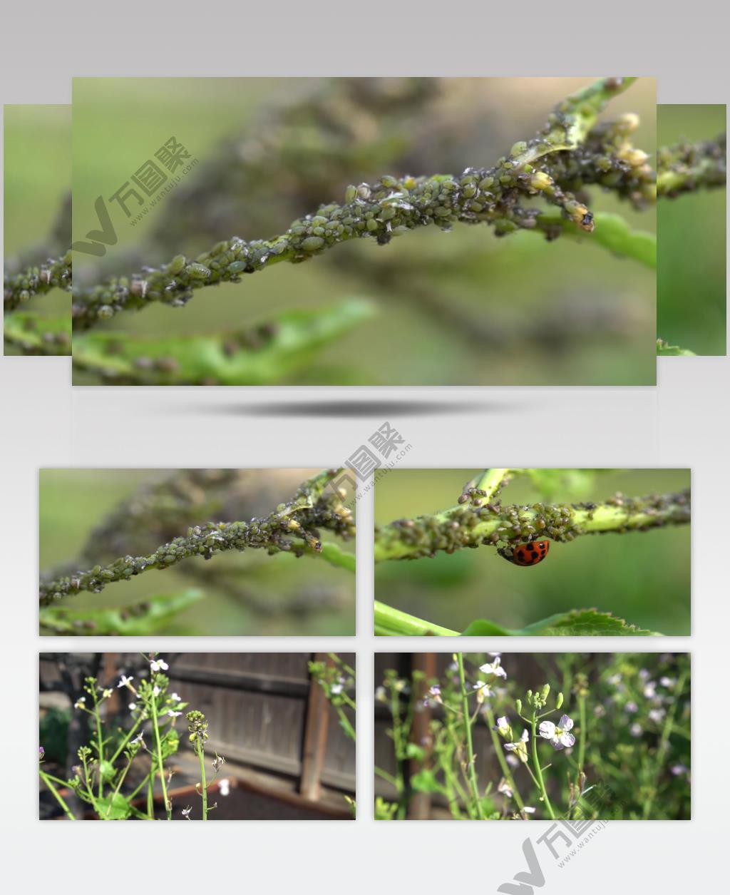 蚜虫七星瓢虫农作物害虫农业种植背景素材