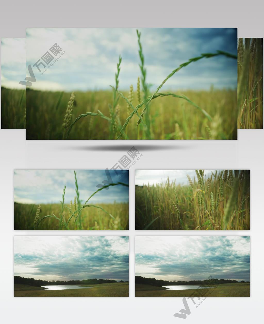 4K绿色麦田农业科技