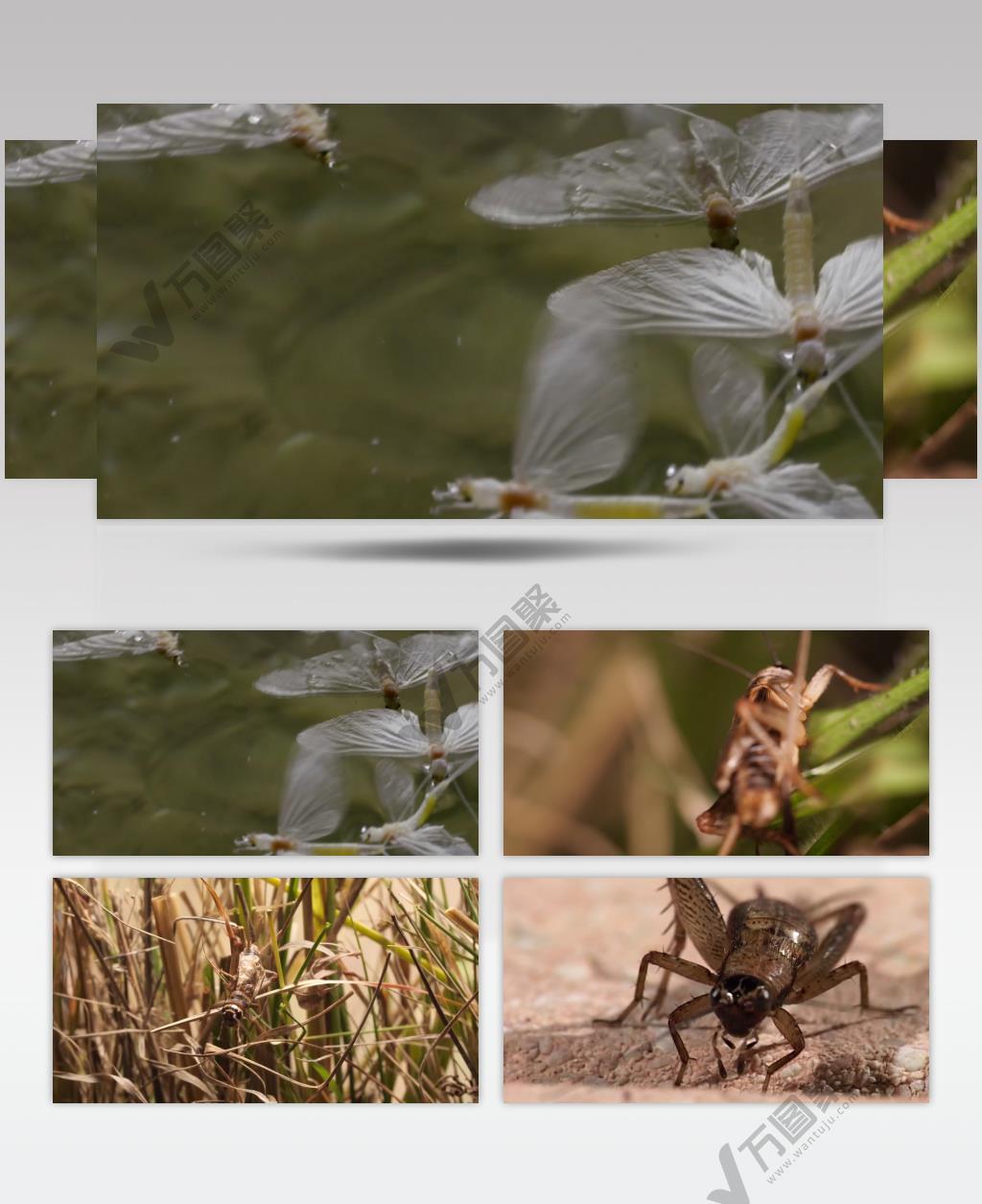 实拍蟋蟀白蛾农业害虫自然生态链