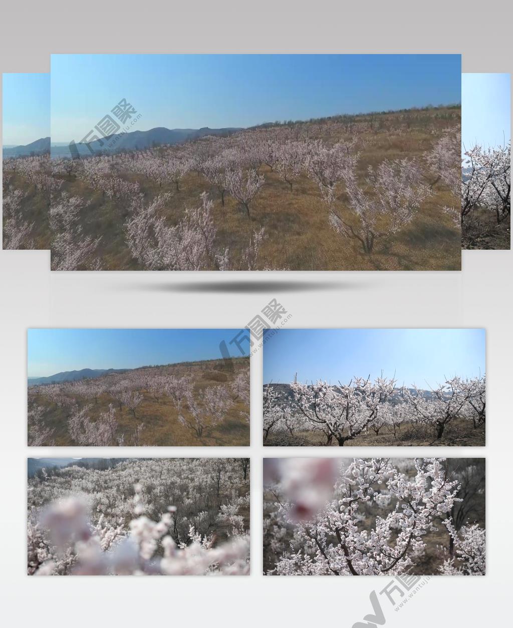 航拍陕北杏花开满山视频