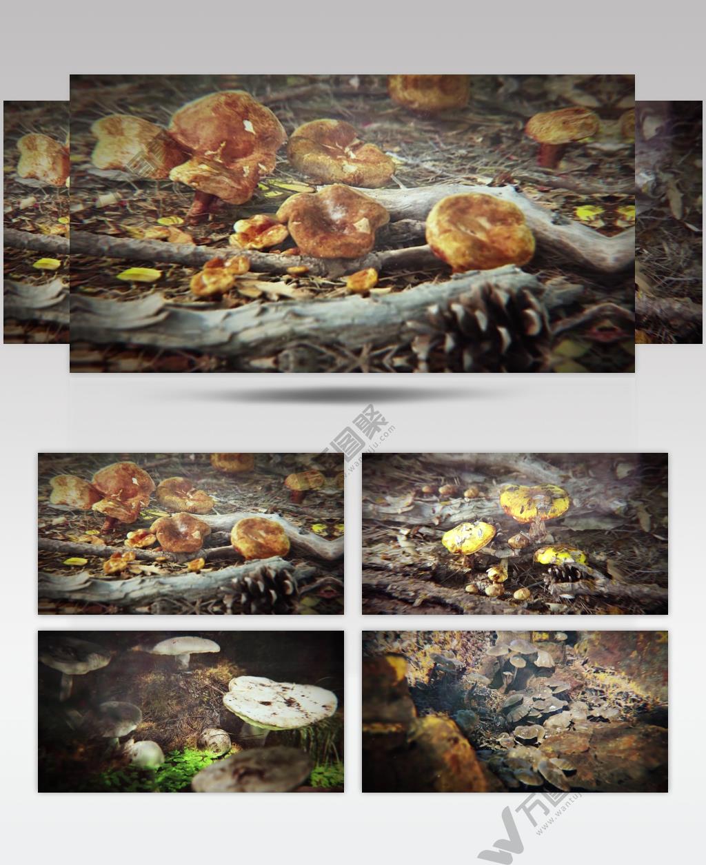 野生蘑菇菌菇孢子苔藓植物视频素材