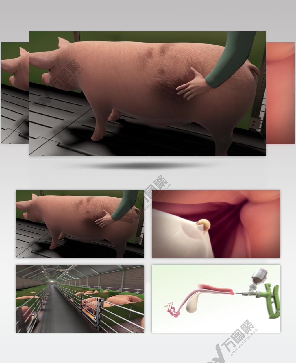 三维机理动画养殖场种猪改良育种优化背景视频