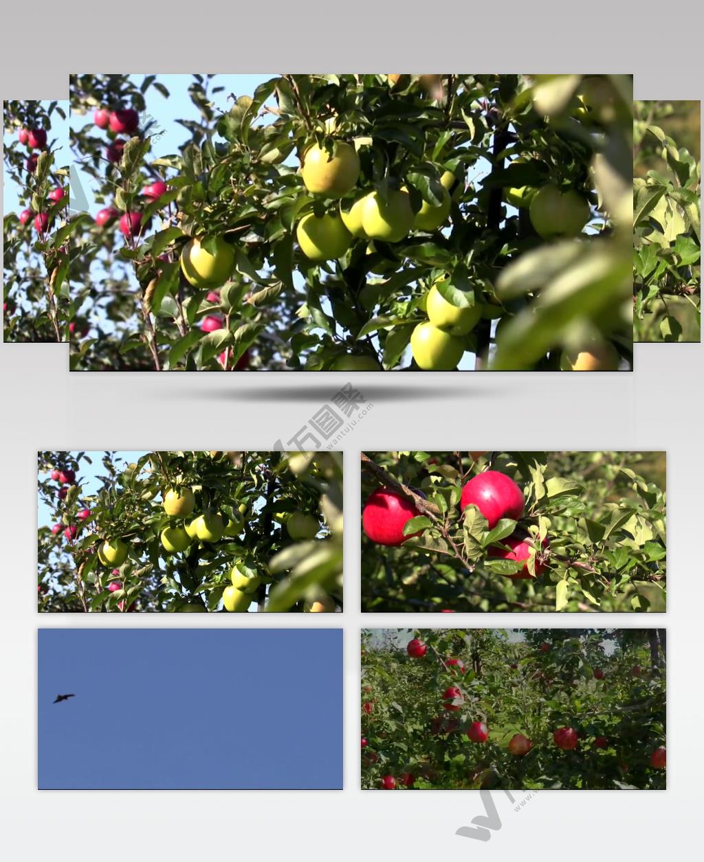 苹果 种植园 唯美 风光片 苹果园 果树
