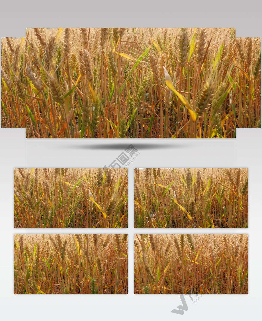 4K实拍小麦系列