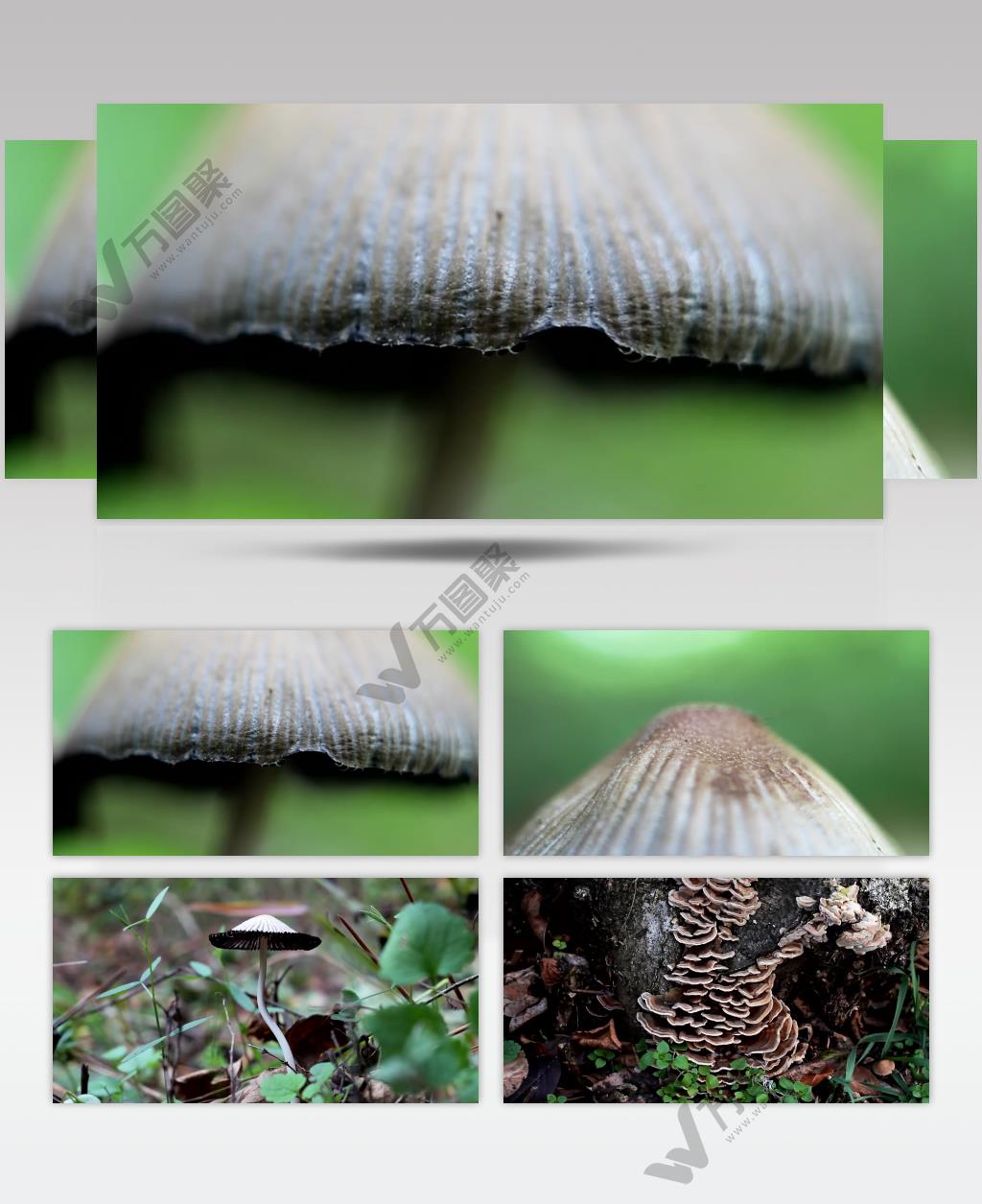 野生 菌类 蘑菇 自然 生长