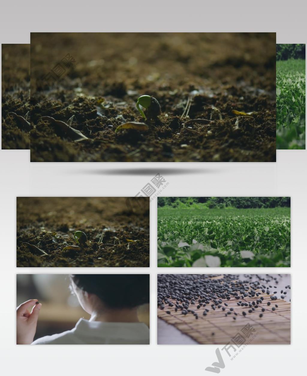 大豆黑豆种植物生长丰收纳豆美容农业科技