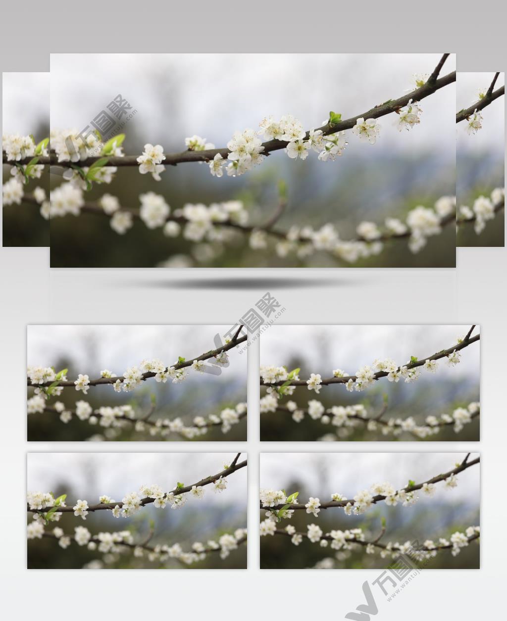 李花 花朵 唯美 高清视频 实拍素材 李子花