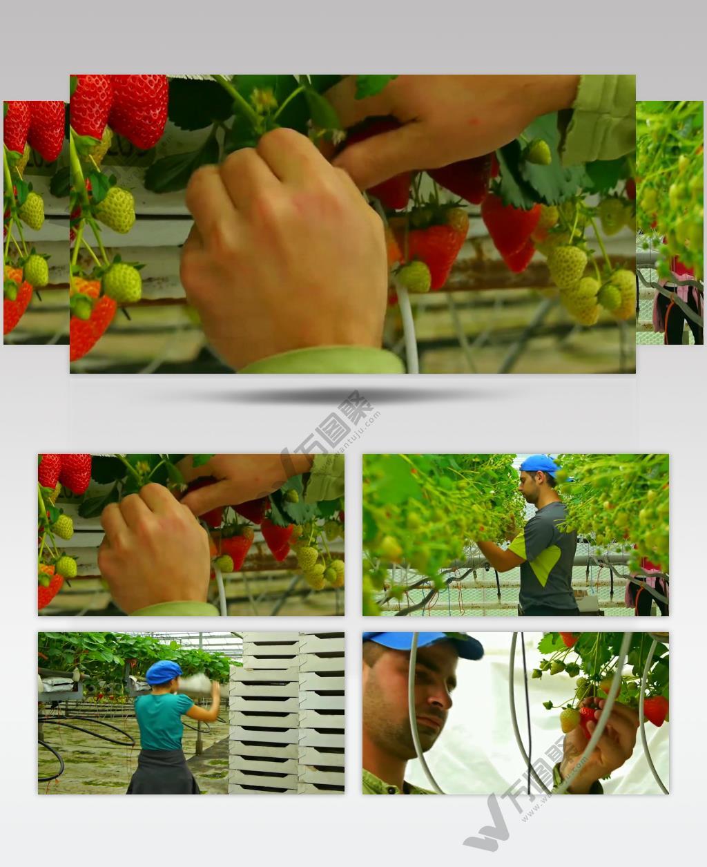 农场 宣传片 采摘 草莓 果园