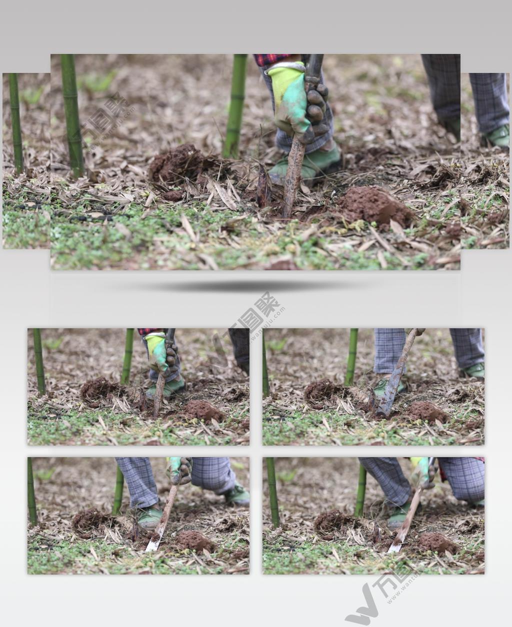 高清视频 实拍素材 春笋 竹笋 挖竹笋