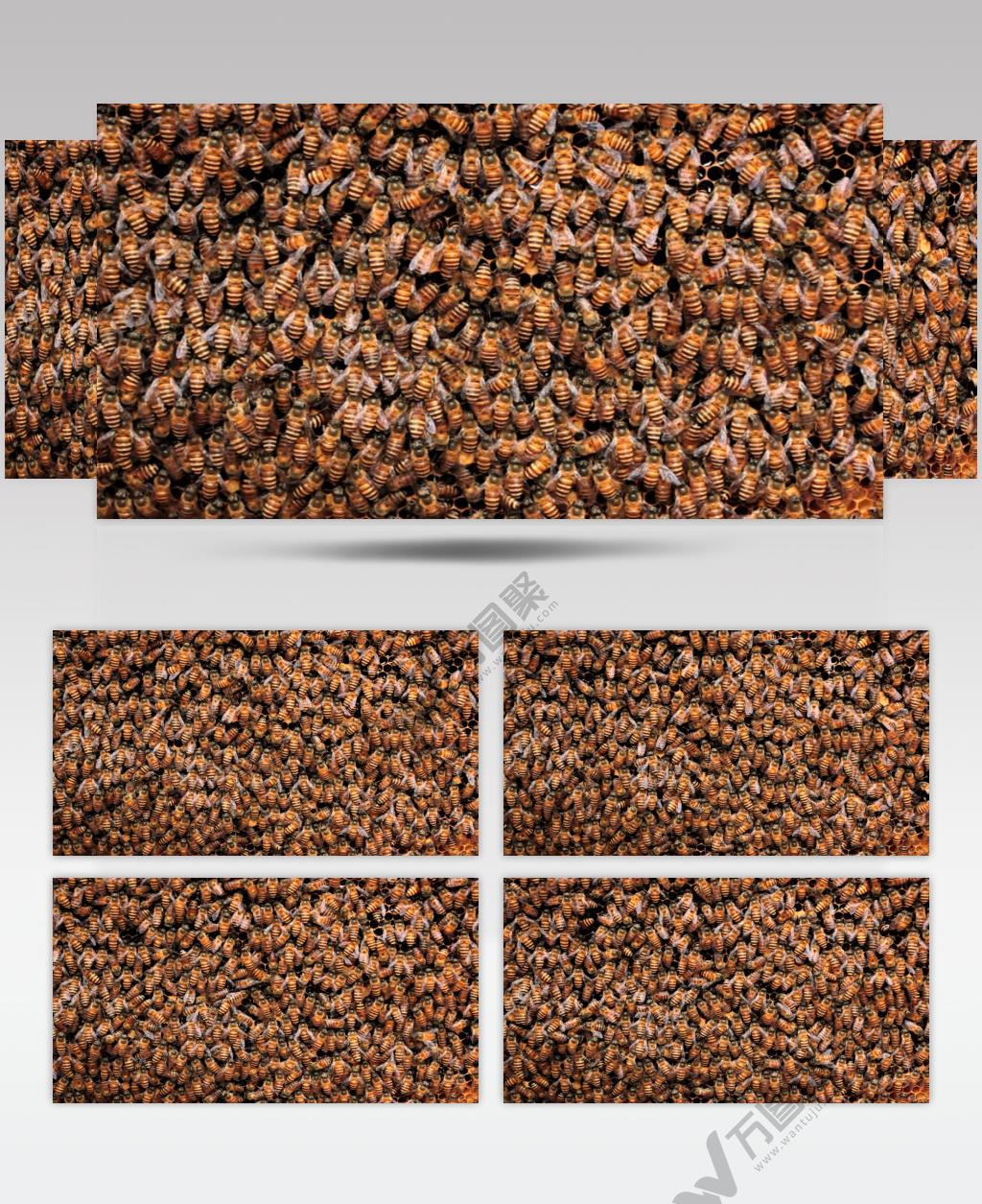 成堆蜜蜂