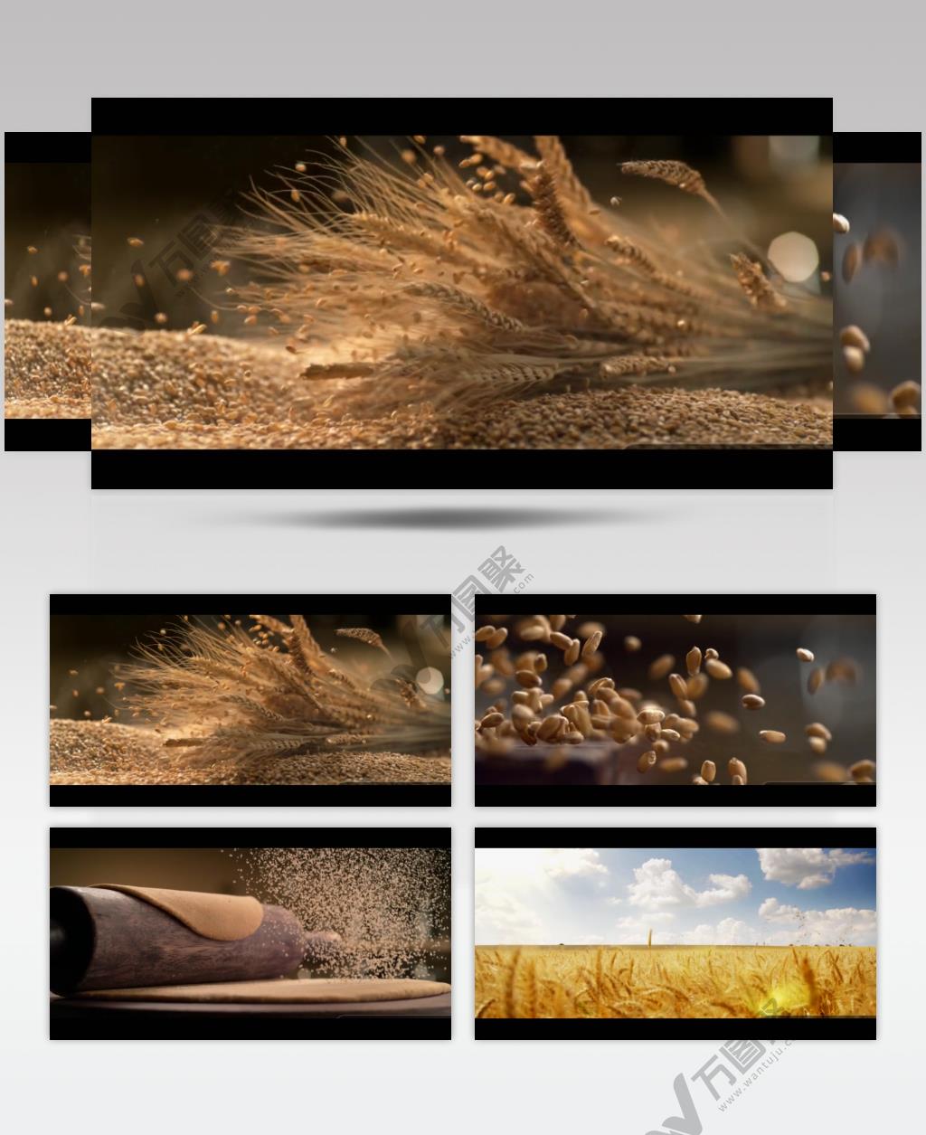 小麦高粱黄豆大豆白酒酿制生产原料视频素材