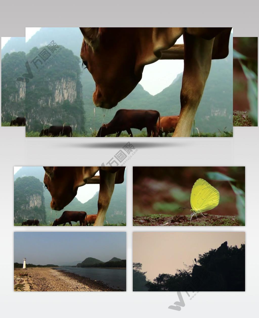 广西 桂林 生态 自然 风光 动物 牛放牧