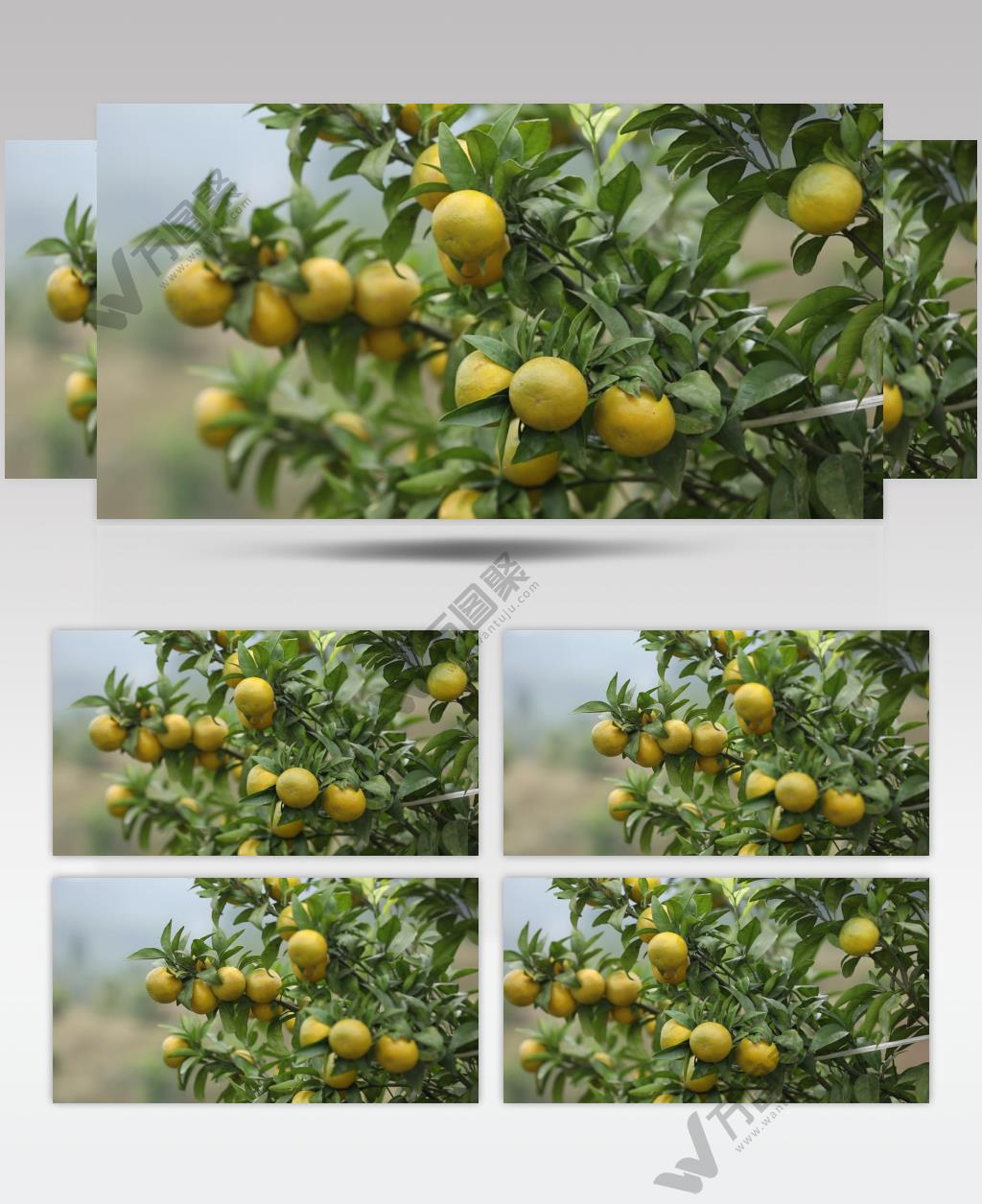 柑橘 种植 树 植物 鹅柑 高清视频素材 (2)