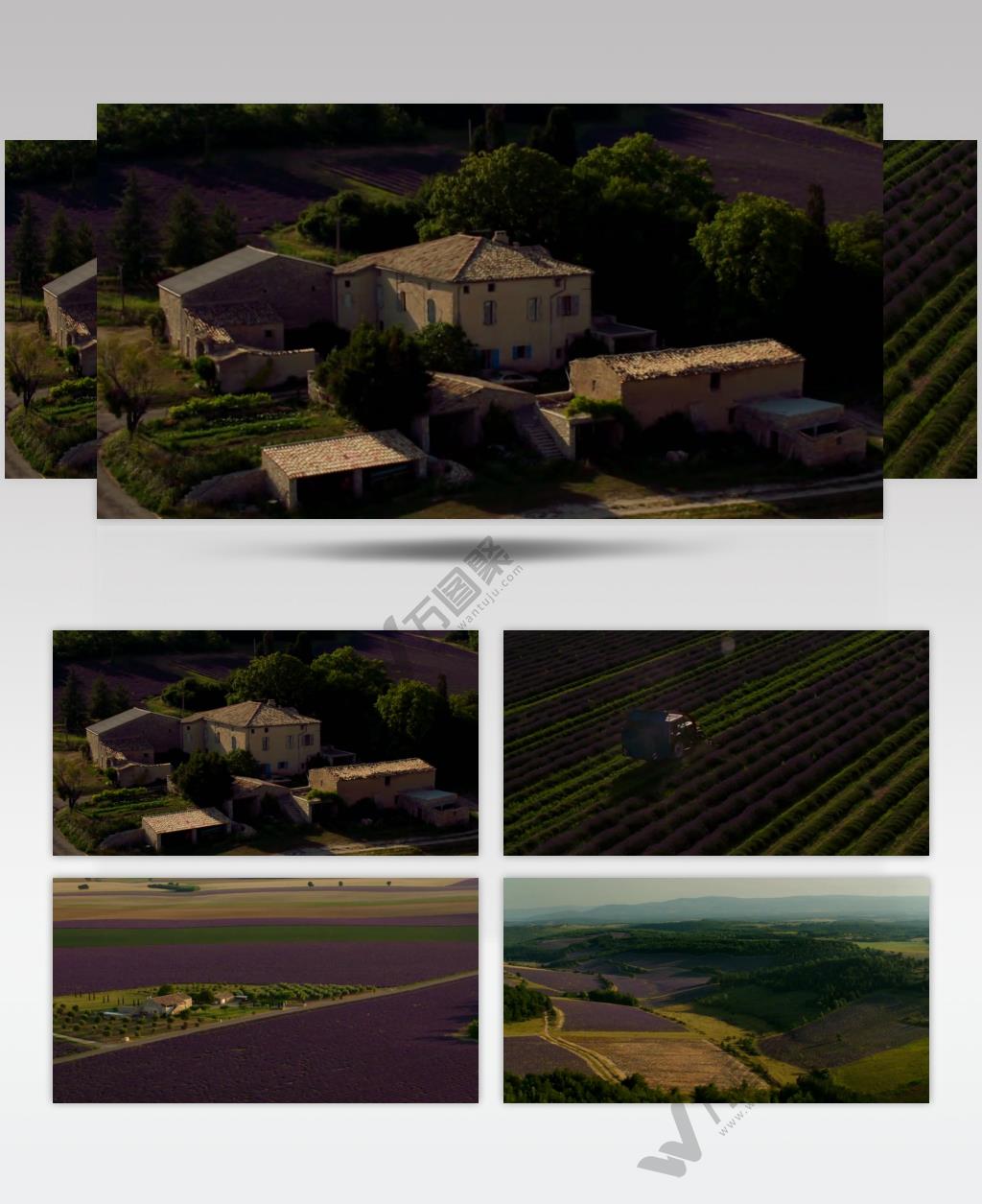 航拍 薰衣草 种植园 唯美 自然 风光