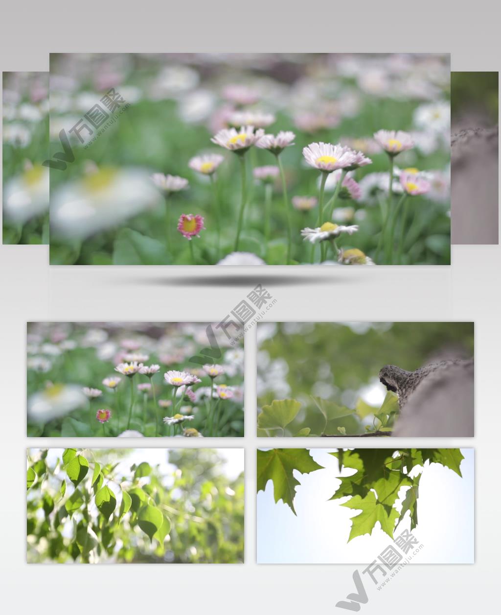 唯美意境花草树木自然美景视频素材