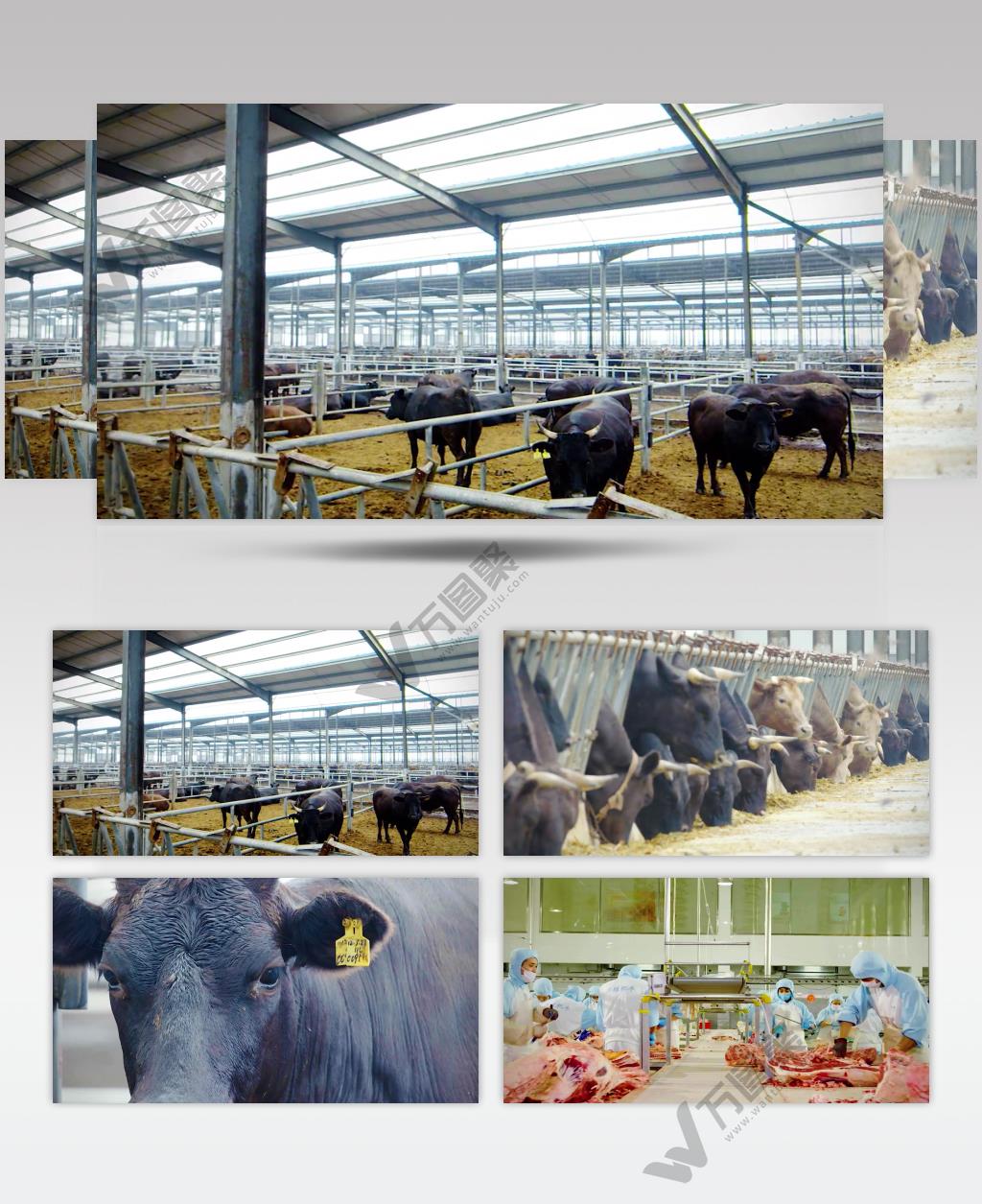 养牛基地牛肉加工厂生产线视频素材