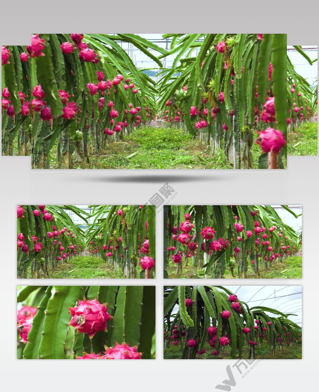 大棚水果种植视频素材