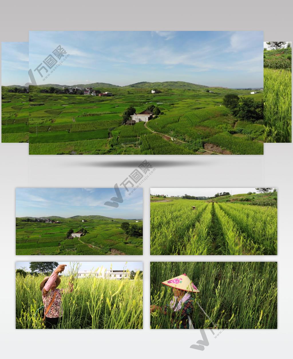 航拍草原农田漫山遍野黄花菜视频素材