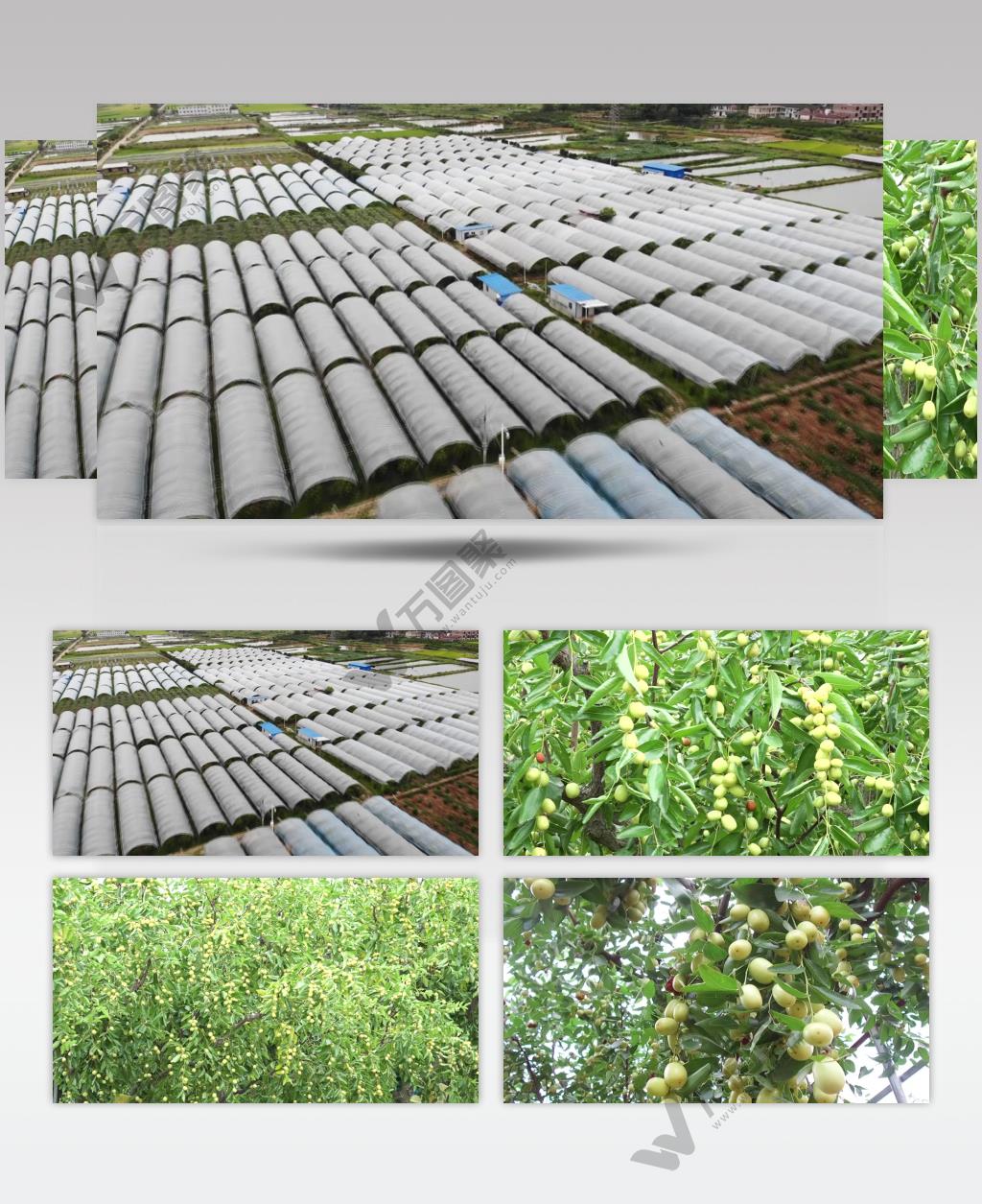 鲜食枣规模种植特写航拍视频素材