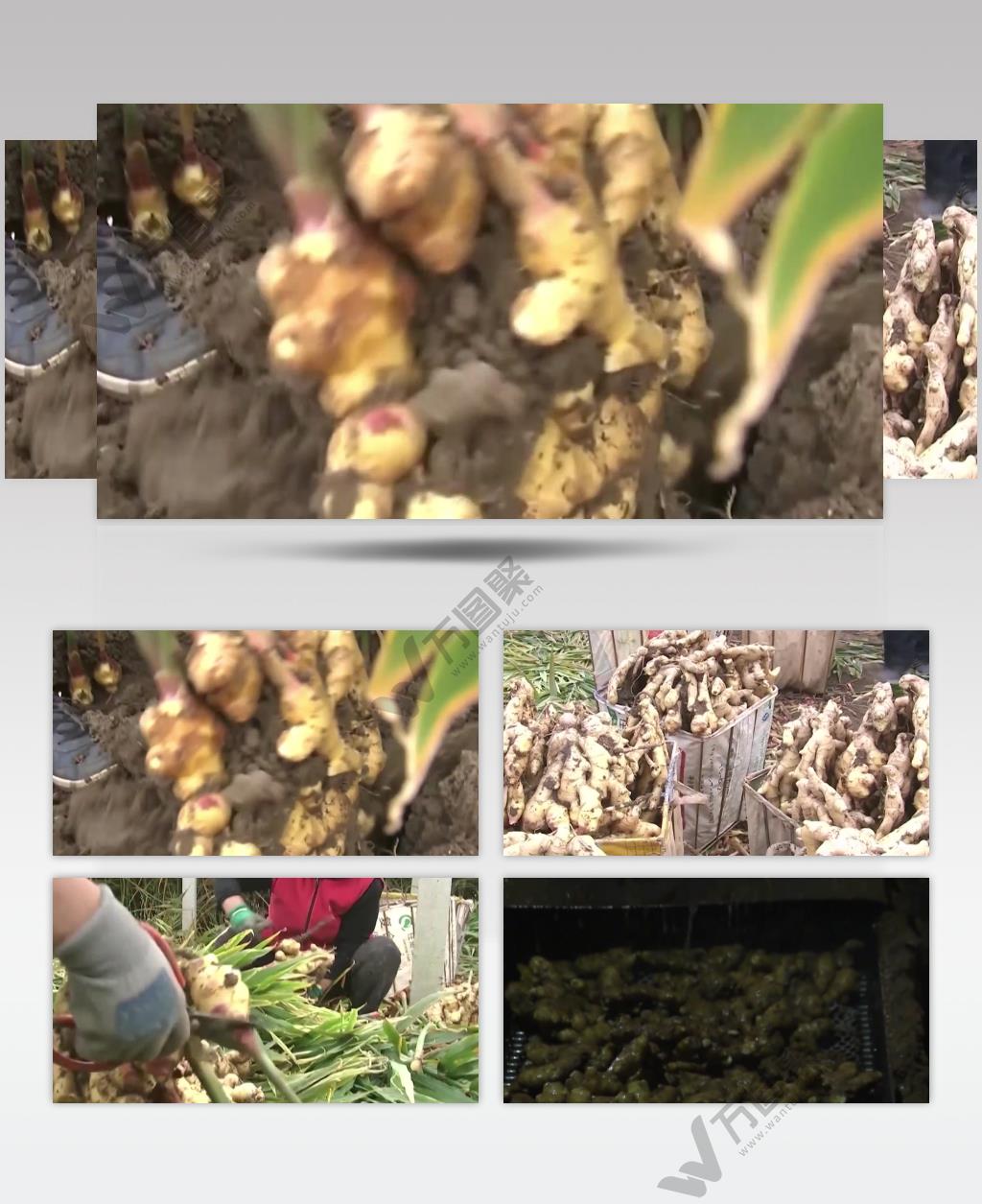 实拍生姜大姜种植收获加工视频素材